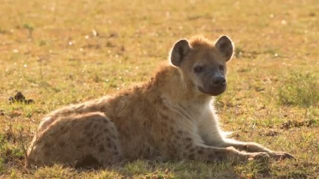 Bed and Breakfast Semadep Safari Camp Sekenani Екстер'єр фото